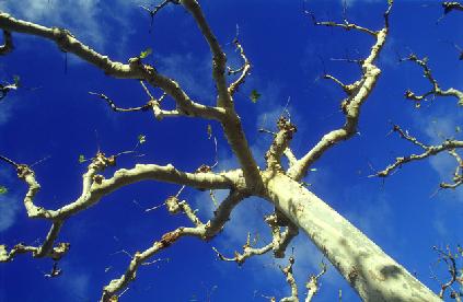 Tarrega Tree